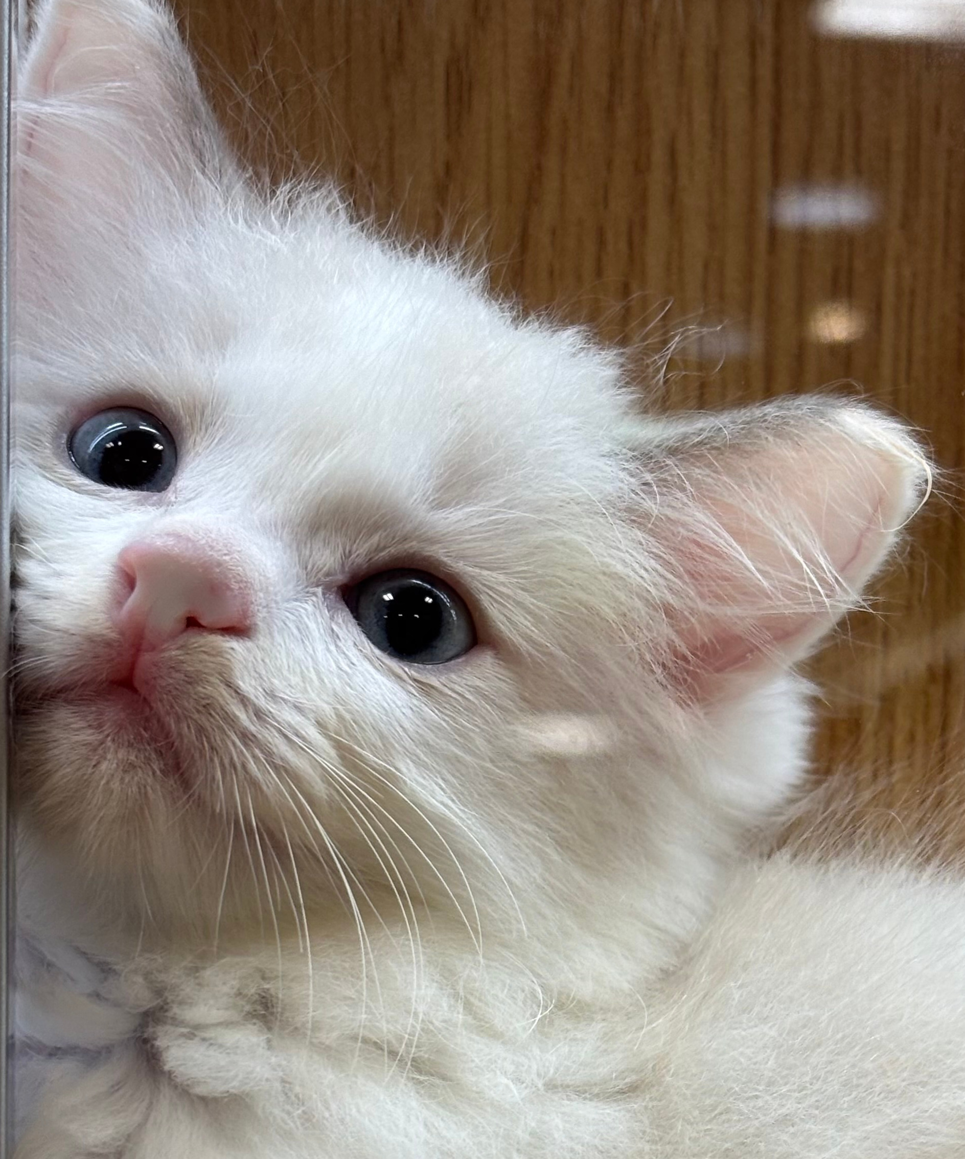 お店にいるわんちゃん＆ねこちゃんのご紹介💕 | ペッツファースト
