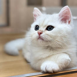 お店にいるわんちゃん&ねこちゃんのご紹介💕