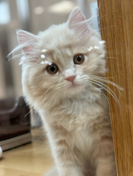 NEWフェイス！サイベリアンの男の子が仲間入りしました♪