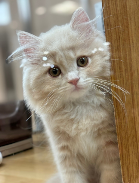 NEWフェイス！サイベリアンの男の子が仲間入りしました♪